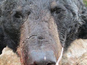 Black Bear North of Nakina