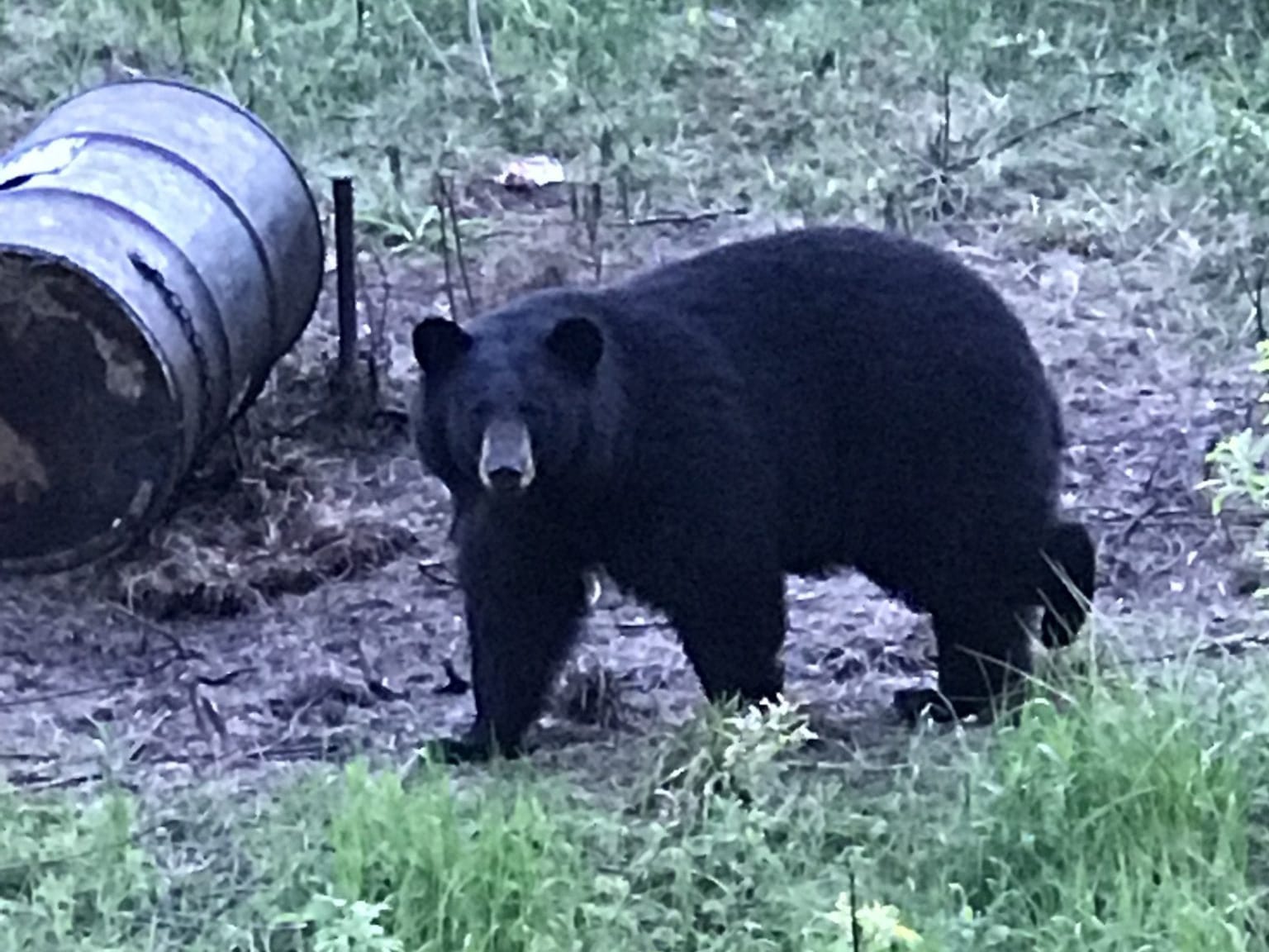 bear hunting banner