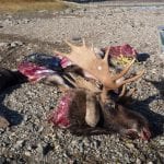 bull moose parts