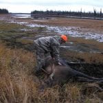 Man posing with a bull moose