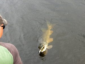 reeling in a pike