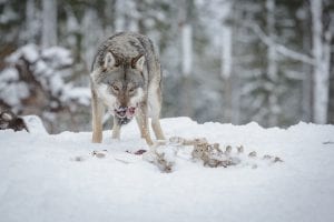 Wolf Hunting