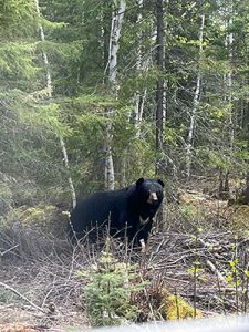 Black bear Blackbirch Lake Gray Wood Outfitters